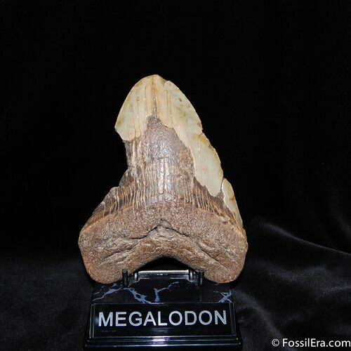Monster Megalodon Tooth - Nearly Six Inches #522